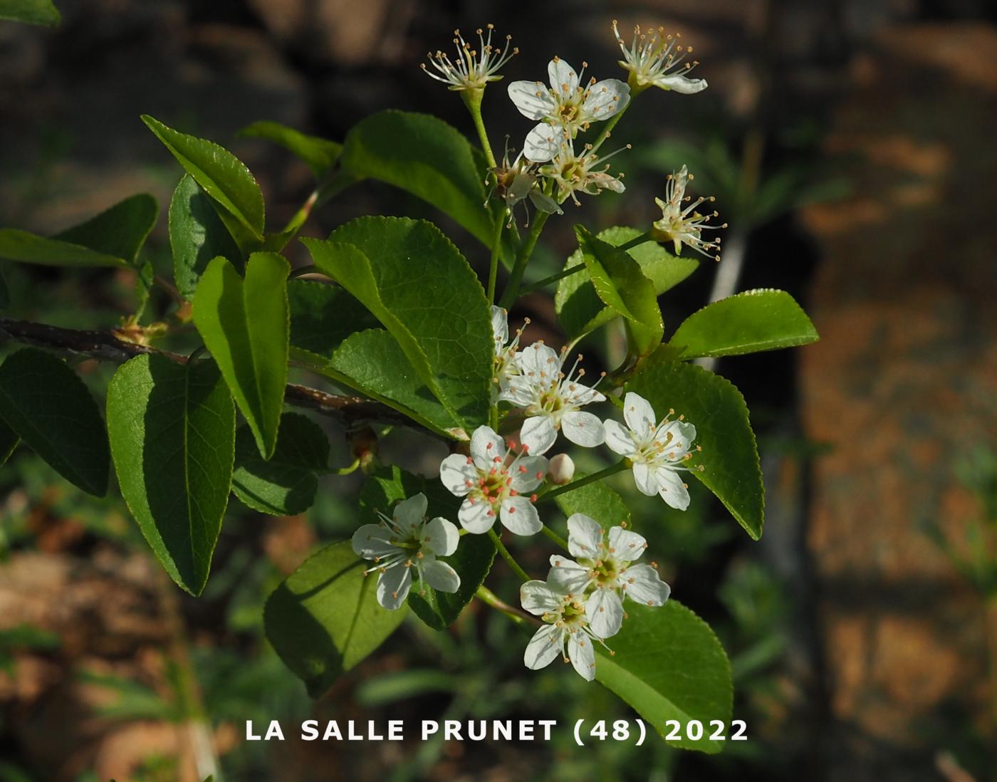 Cherry, St. Lucie's flower